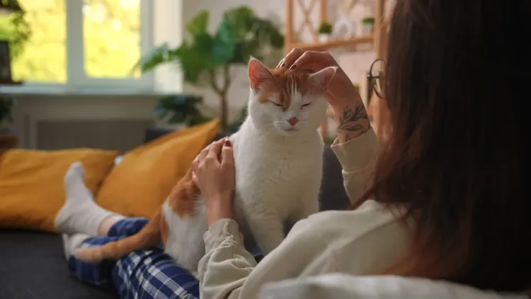 Cat-sitting