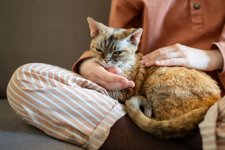 Bar à chat