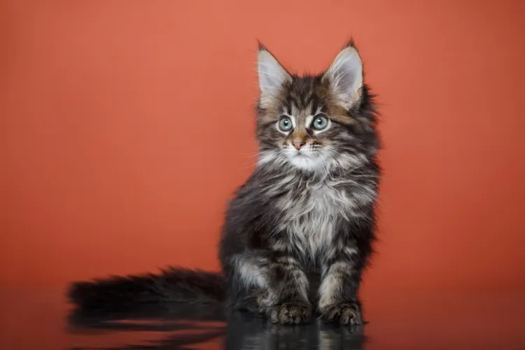 Objectif chat heureux : l'annuaire du bien-être félin près de chez vous