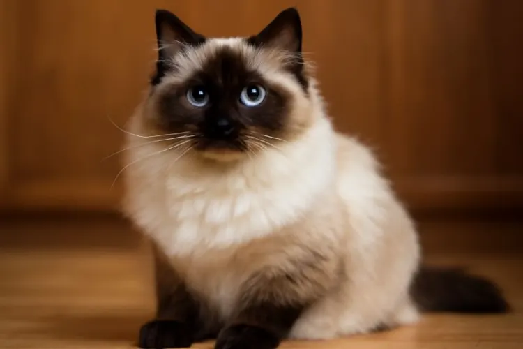 Quelle est la différence entre un Ragdoll et un Sacré de Birmanie ?