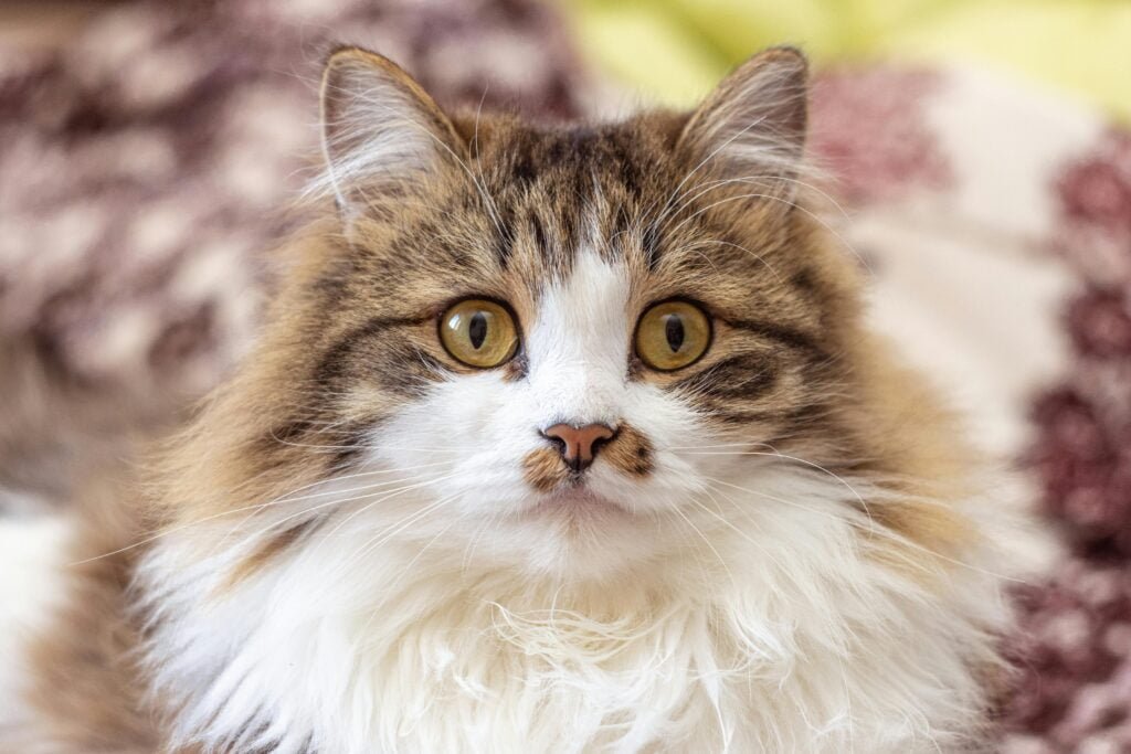 Chat en bonne santé
