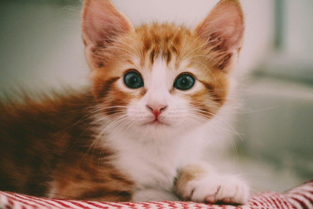 chat ou chaton ?