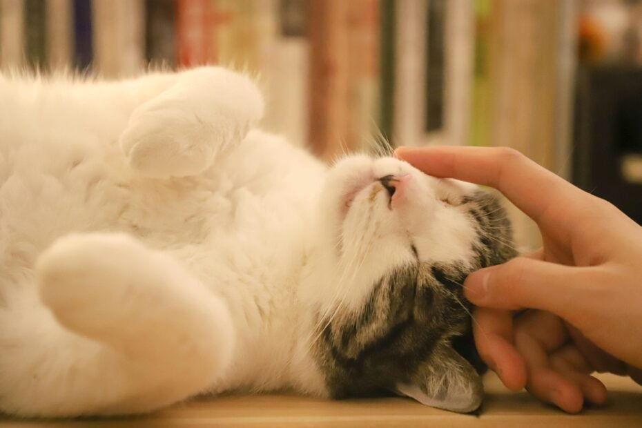 chat heureux et épanoui avec son maître