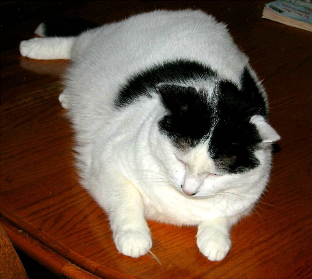 chat de gouttière blanc et noir obèse