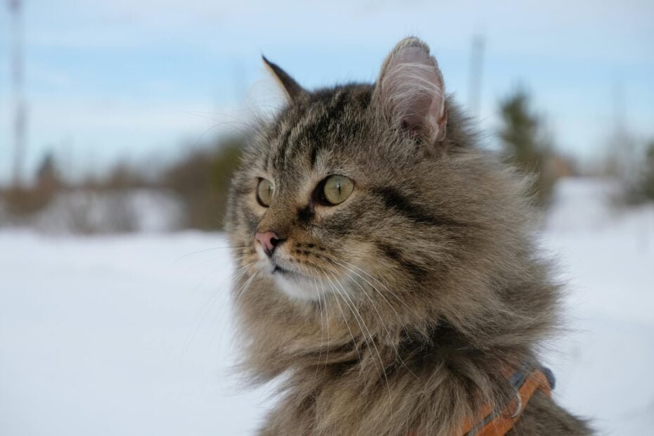 Comment protéger son chat du froid ?