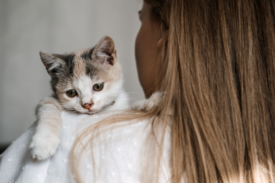 Comment préparer l'arrivée d'un chat chez vous ?