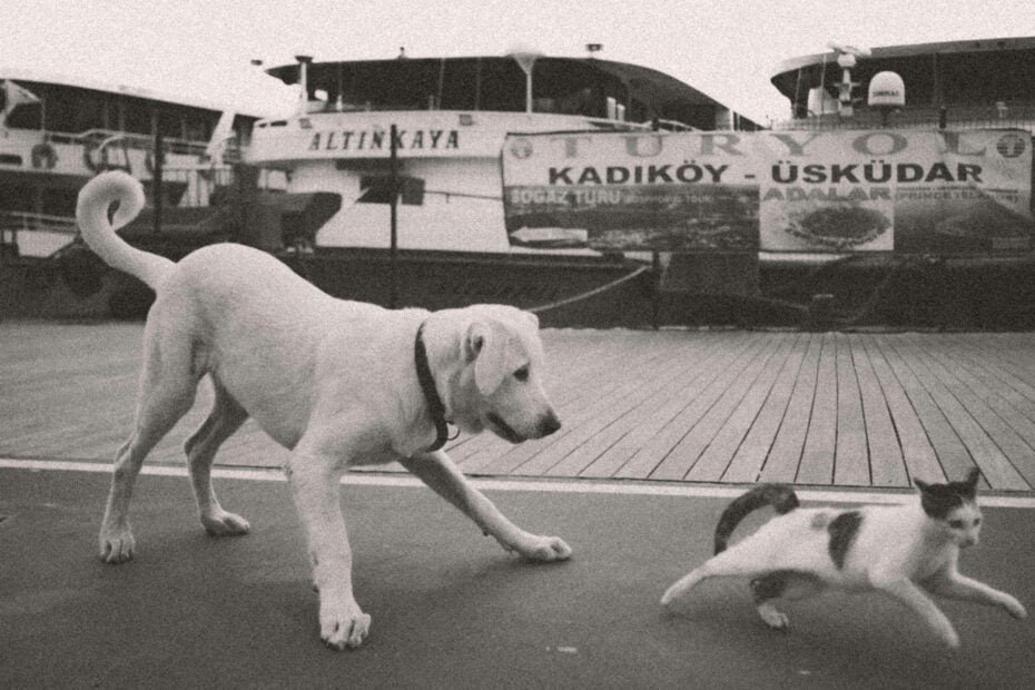Comment introduire un chat avec un chien ?