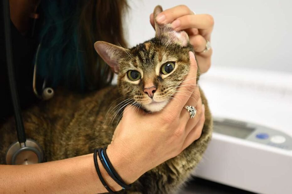 Quelles sont les maladies les plus fréquentes chez les chats ?