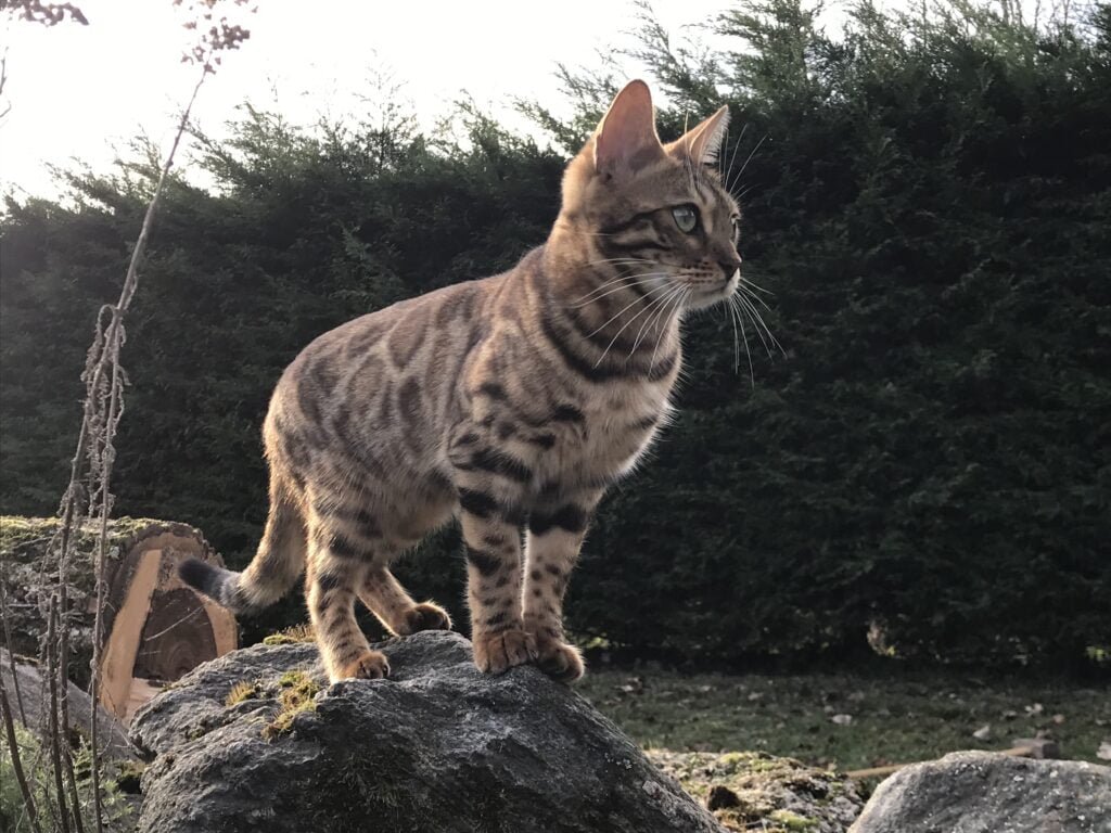 Le chat asiatique bengale