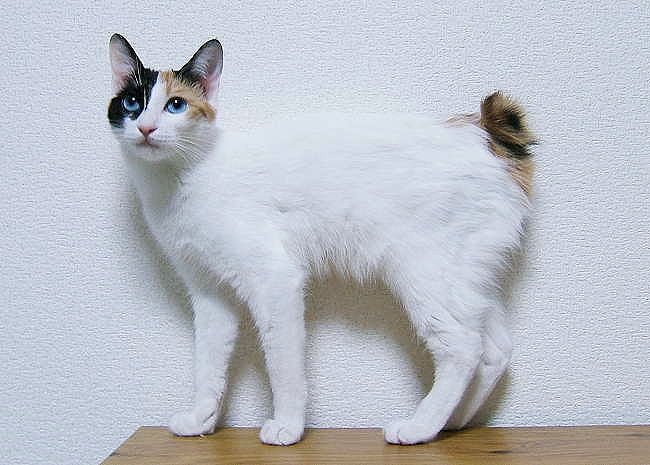 Le chat asiatique bobtail japonais