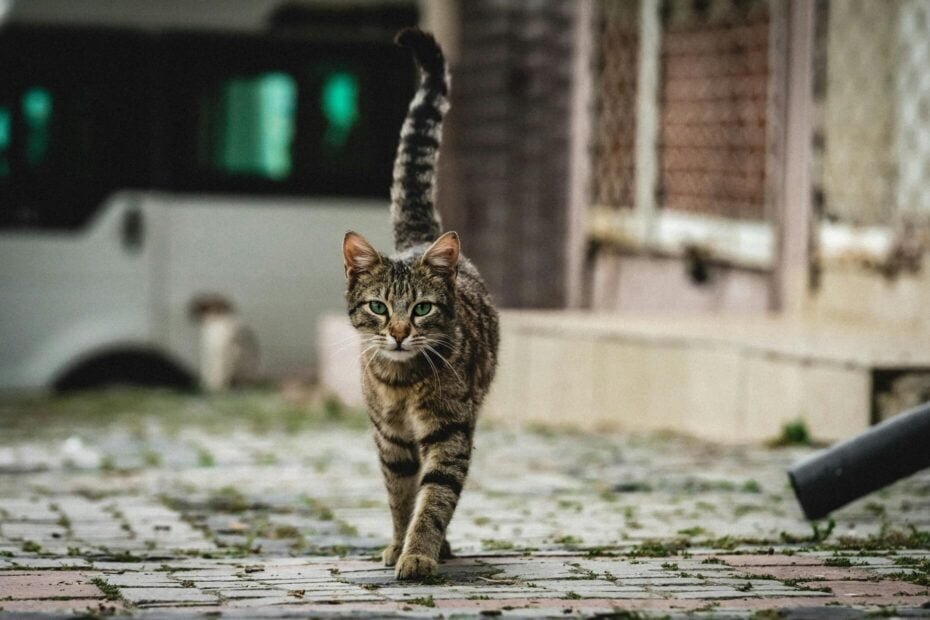 Choix entre un chat de rue et un chat de race