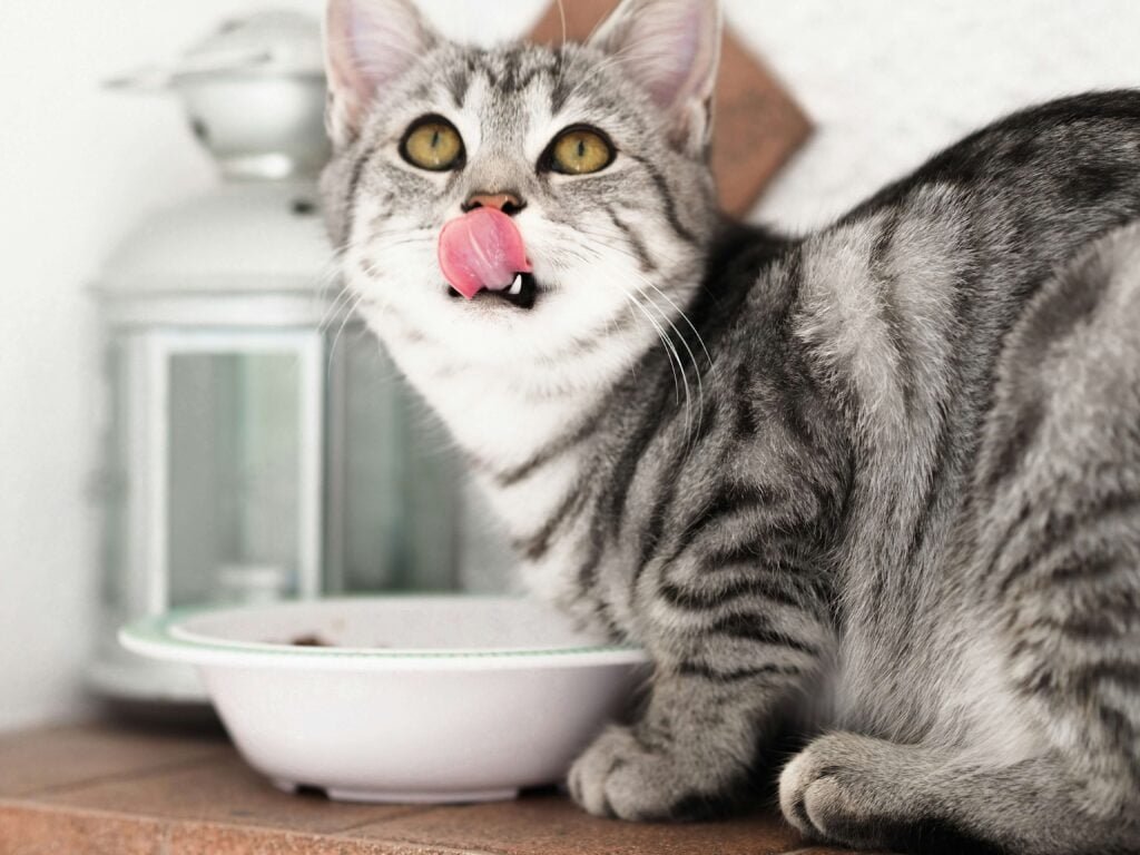 chat qui mange de la nourriture humide