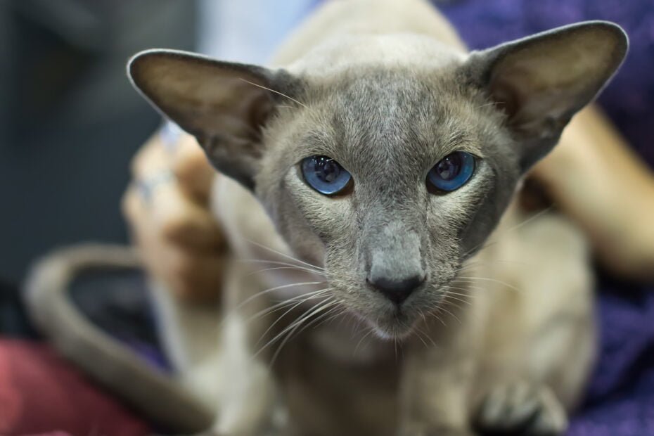 top 15 des chats asiatiques à adopter