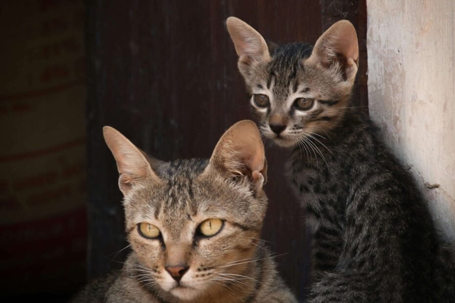 Comment faire le choix entre un chat adulte et un chaton ?