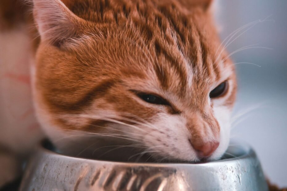 Combien de croquettes donner à son chat par jour ?