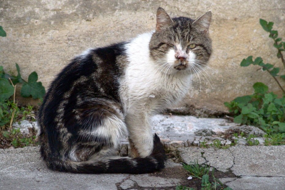 Comment éviter le coryza du chat ?