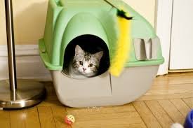 Comment faire comprendre à un chat d'aller à la litière ?