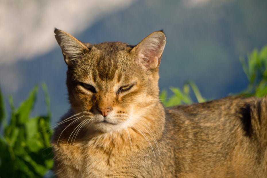 chat diabétique