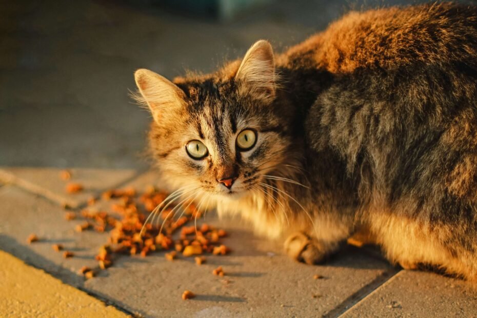 Alimentation pour chat avec insuffisance rénale