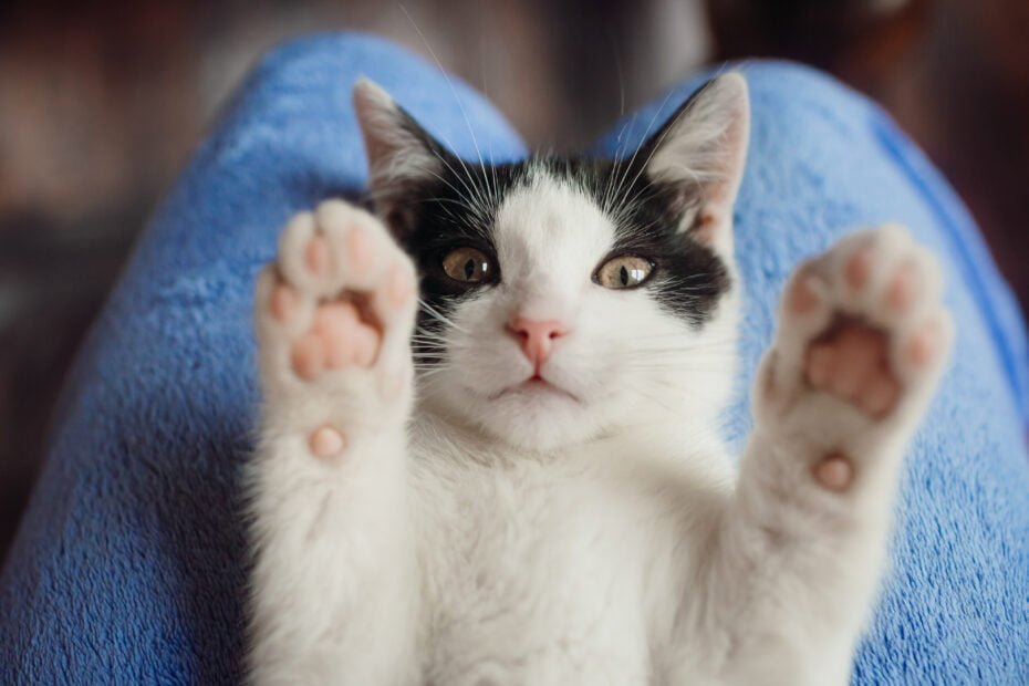 chat noir et blanc heureux et épanoui