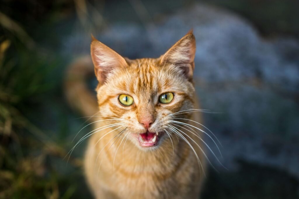 Chat qui miaule dans la nuit