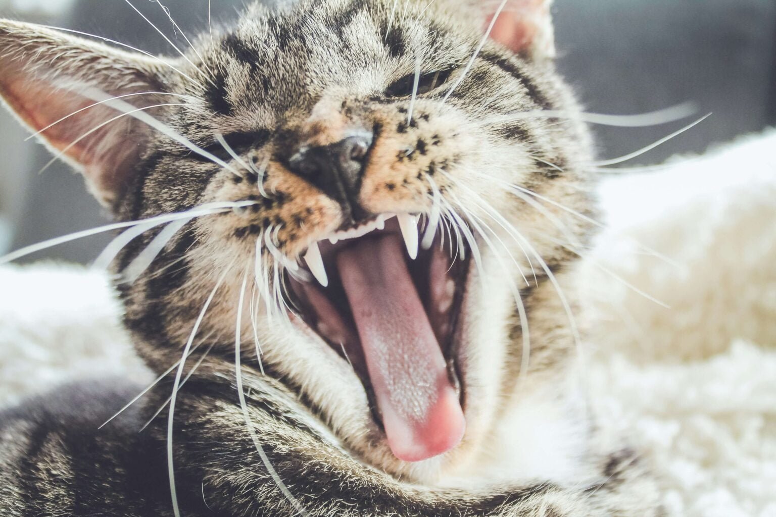 😖 Mon chat me mordille les 5 raisons possibles ! Objectif Chat Heureux