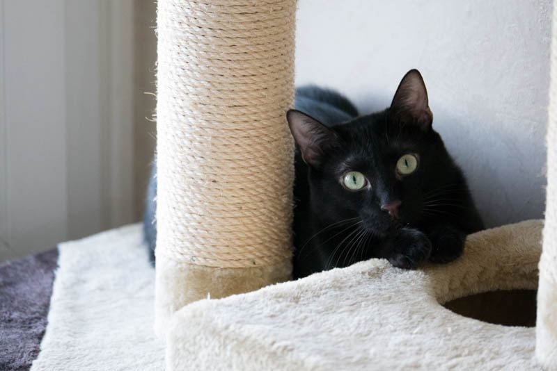 Est-ce que les chats pensent ?