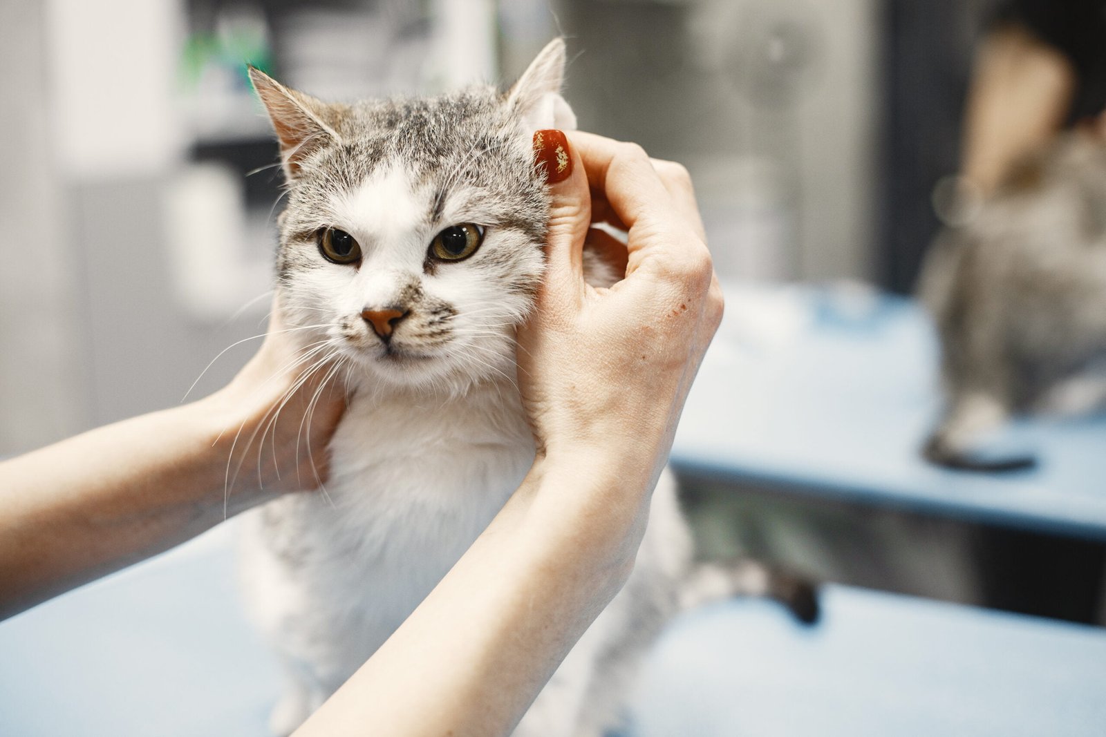 Comment enlever les poils de chat ?