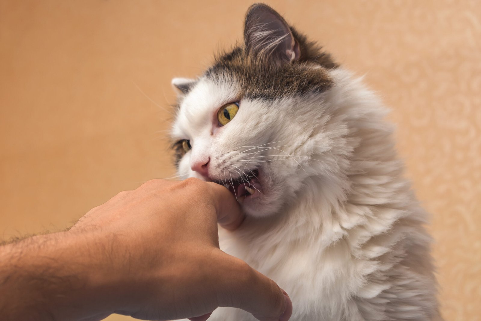 Mon chat ronronne et me mordille : que faire ?