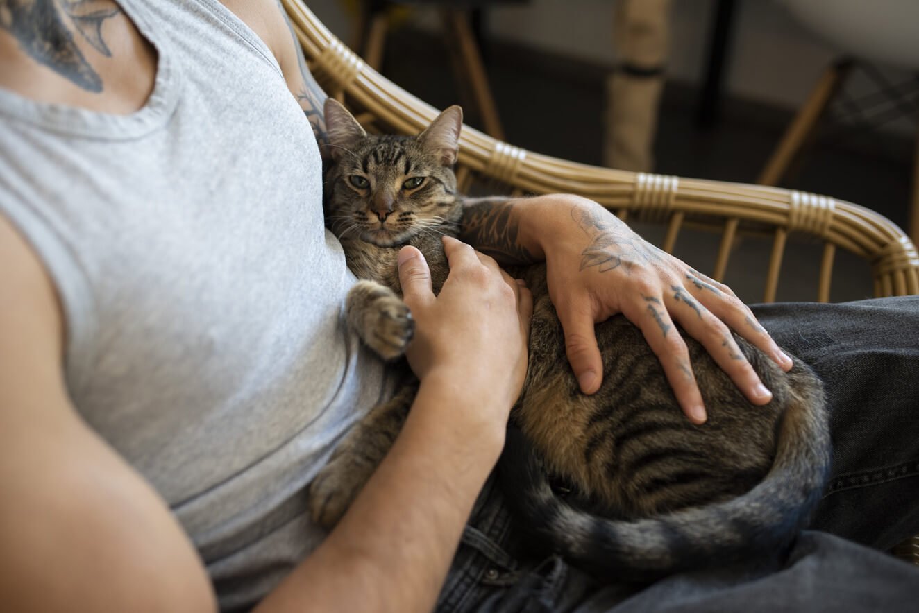 Chat qui ronronne en pétrissant sur un homme