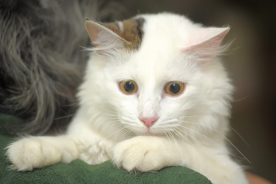 Pourquoi mon chat perd ses poils ?