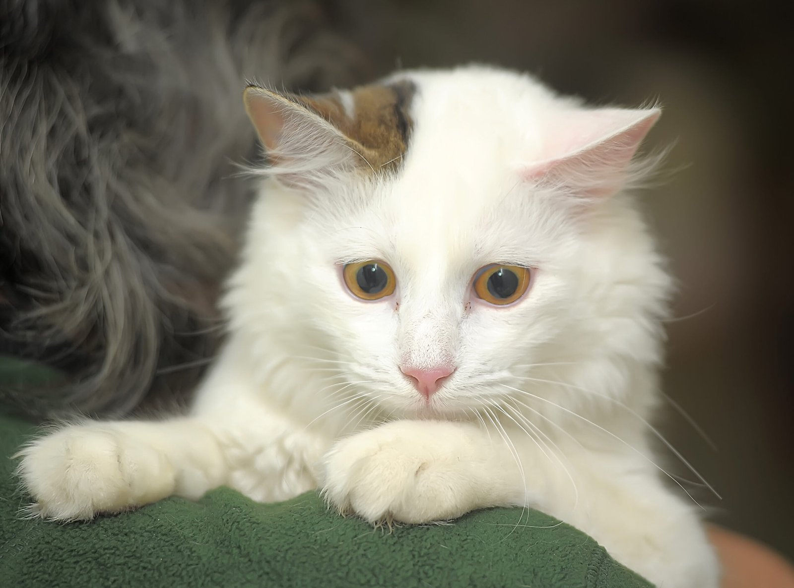 Pourquoi mon chat perd ses poils ?