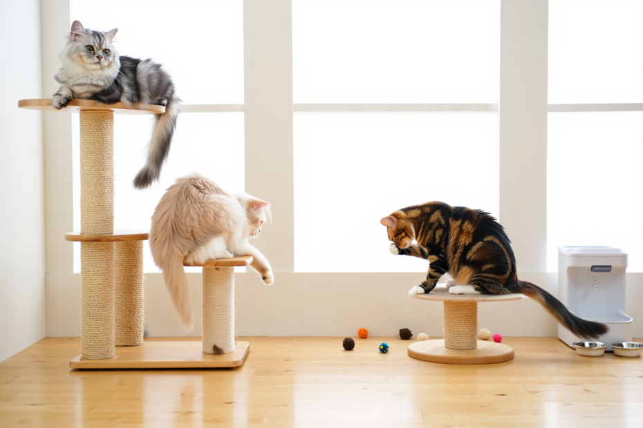 Élevage de chats norvégiens