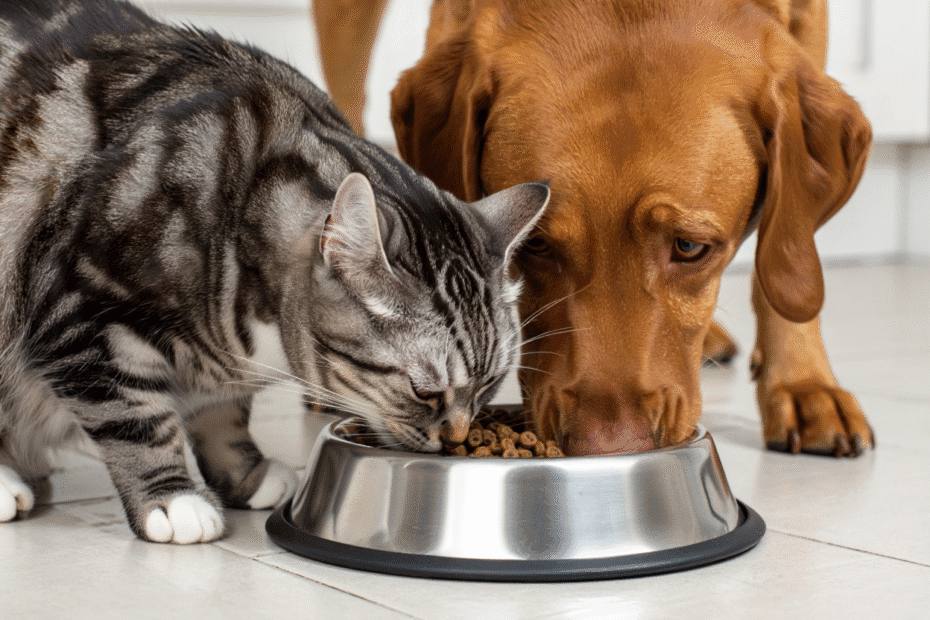 chat et chien qui mangent dans la même gamelle