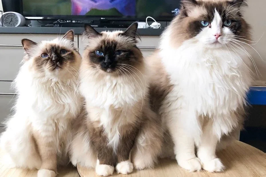 ragdoll vs birman