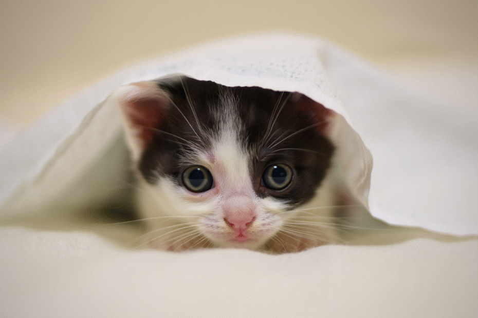 mon chat est craintif : comment calmer son chat ?