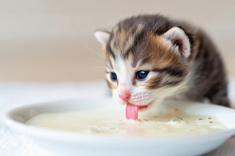 Dosage lait maternel