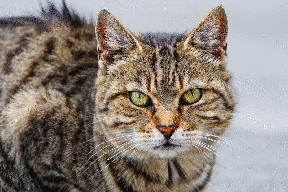 Poil de chat gras : comment y remédier ?