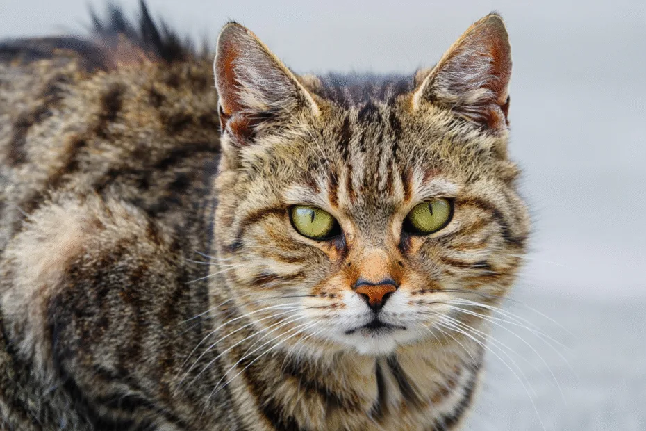 Poil de chat gras : comment y remédier ?