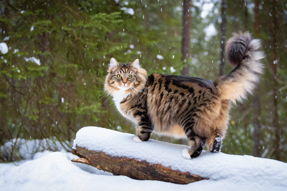 chat norvégien portrait robot